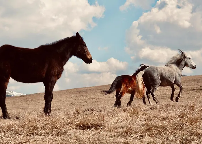 Mountain House * Tomislavgrad