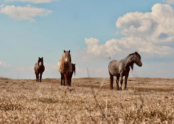 Mountain House Vikendica
